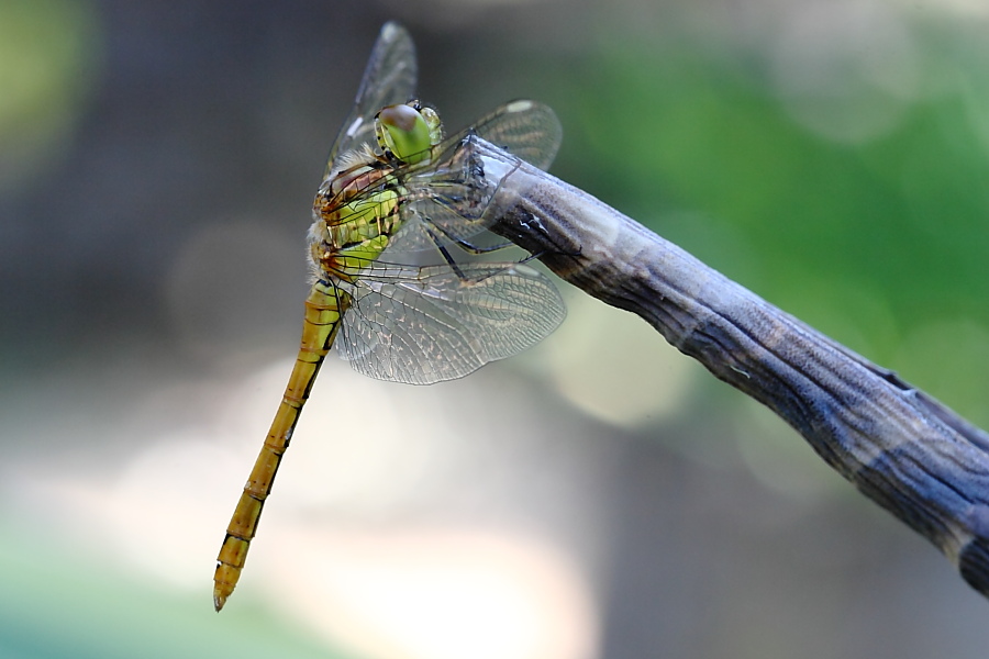 da identificare - Sympetrum striolatum (maschio imm.)