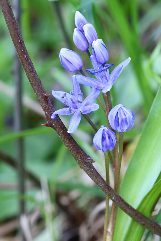 Scilla bifolia