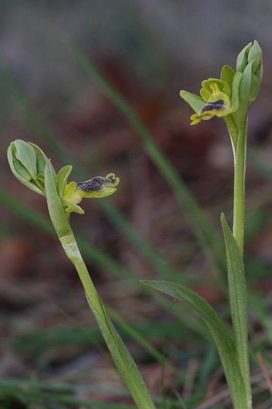 Ophrys sicula??