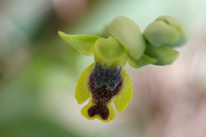 Ophrys sicula??