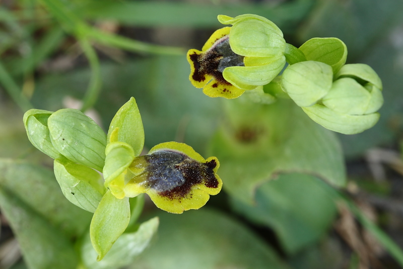 Ophrys sicula??