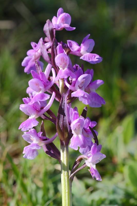 Orchis morio e varie tonalit?