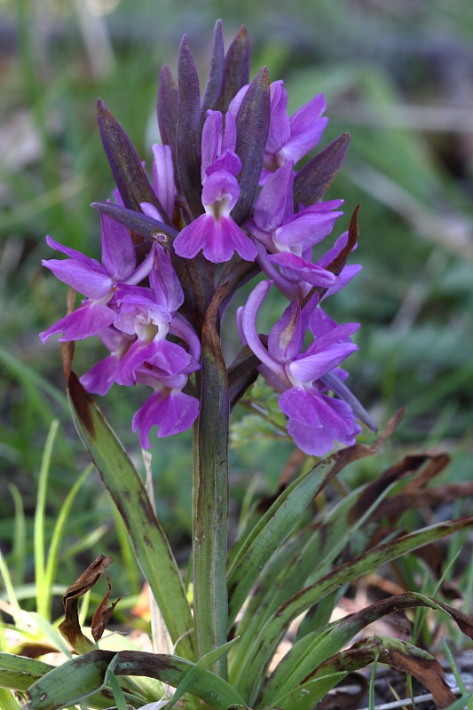 Orchis morio e varie tonalit?