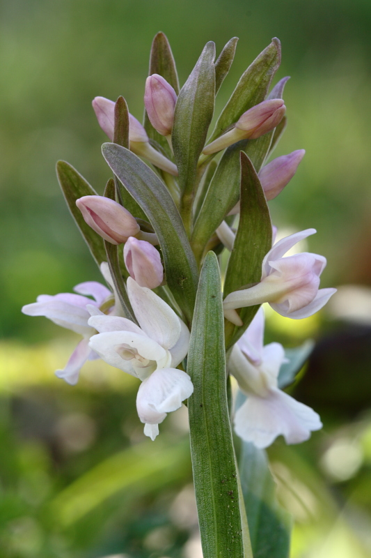 Orchis morio e varie tonalit?