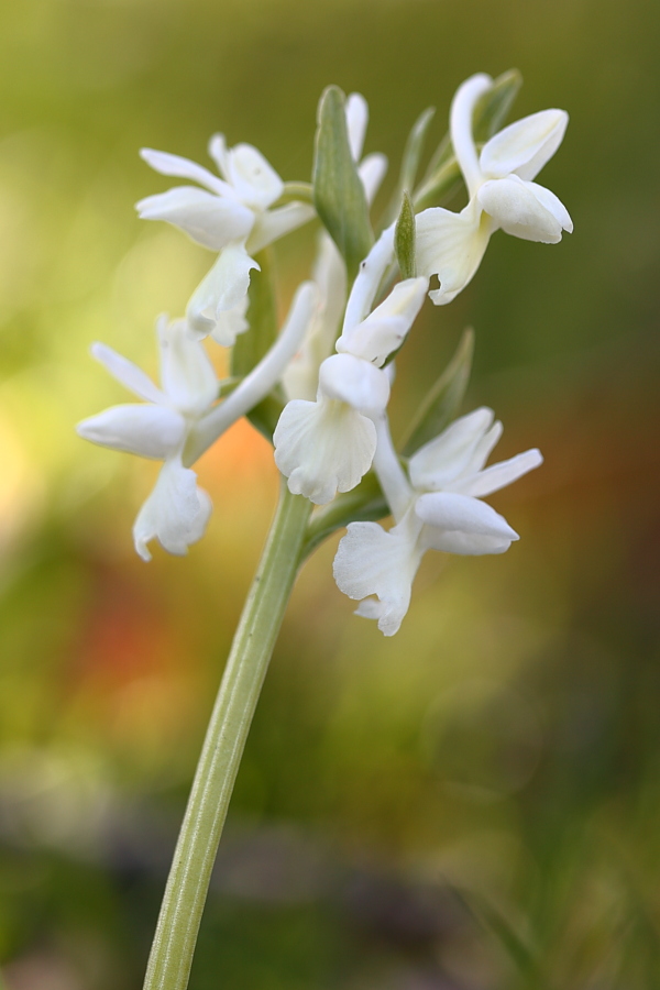 Orchis morio e varie tonalit?