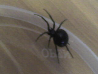 Steatoda sp.