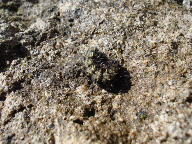 Bruco di Aglais Urticae?