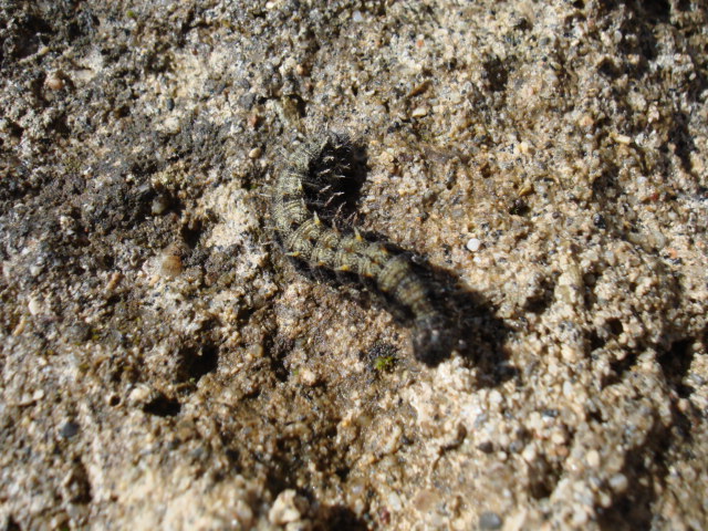 Bruco di Aglais Urticae?