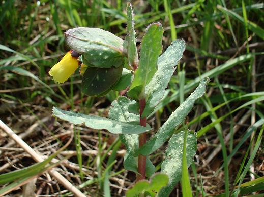 Cerinthe major