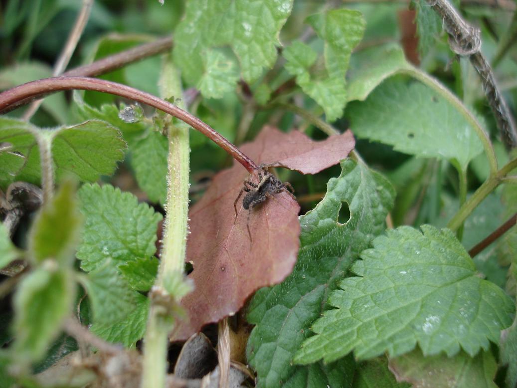 Pardosa sp.