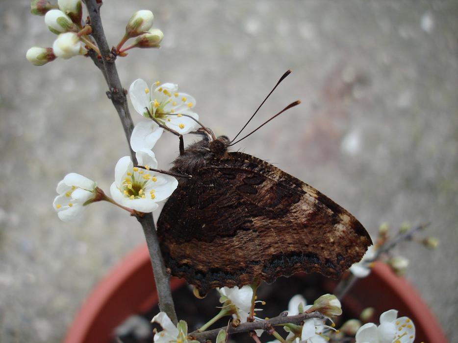 Nymphalis polichloros ed Aglais io..... da guardare!!!