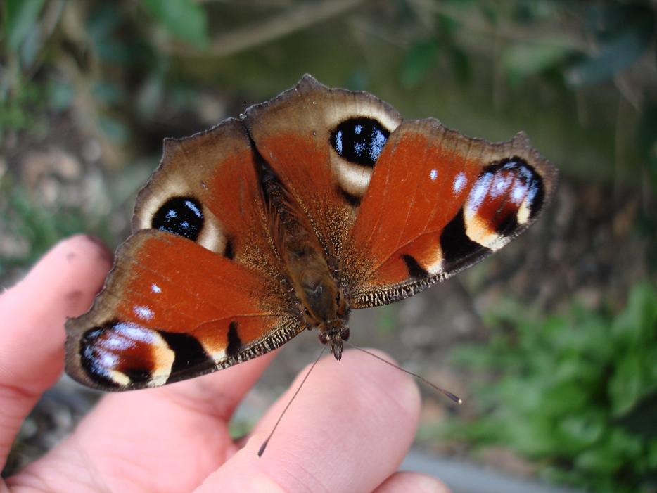 Nymphalis polichloros ed Aglais io..... da guardare!!!