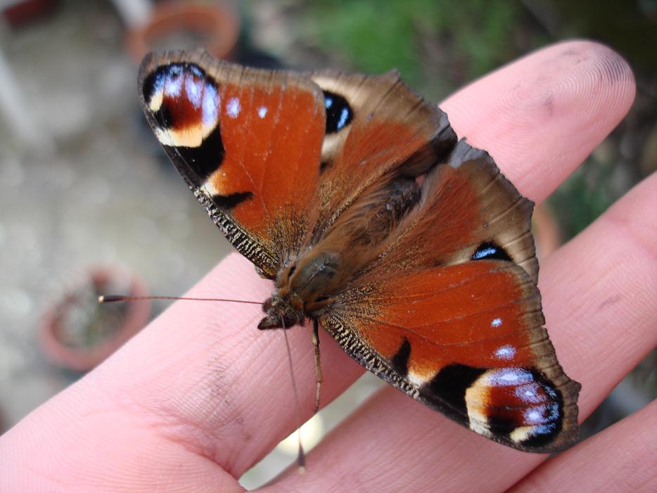 Nymphalis polichloros ed Aglais io..... da guardare!!!