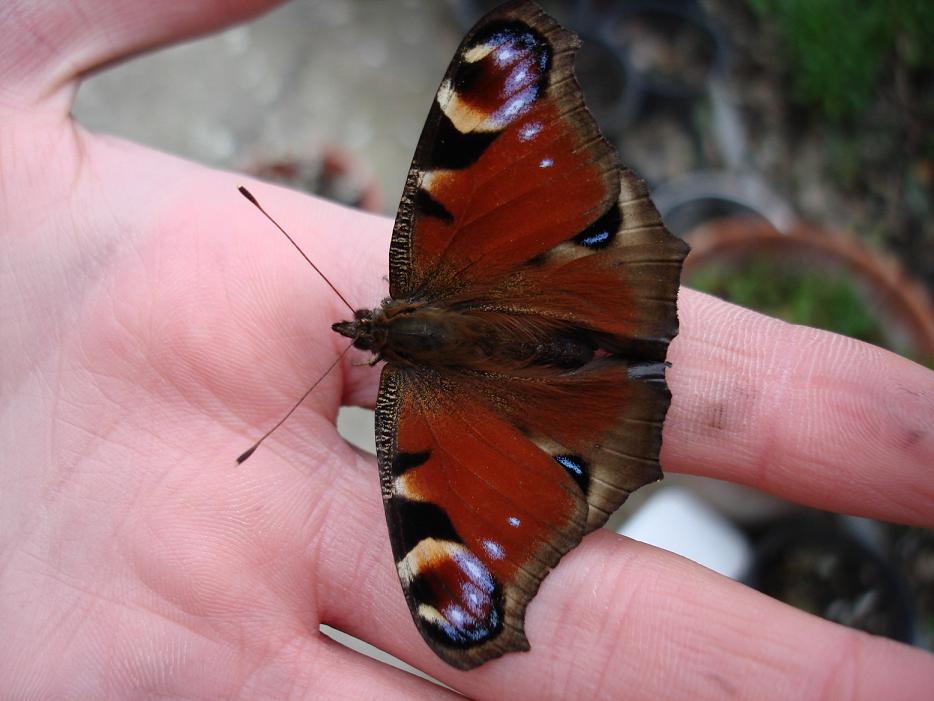 Nymphalis polichloros ed Aglais io..... da guardare!!!