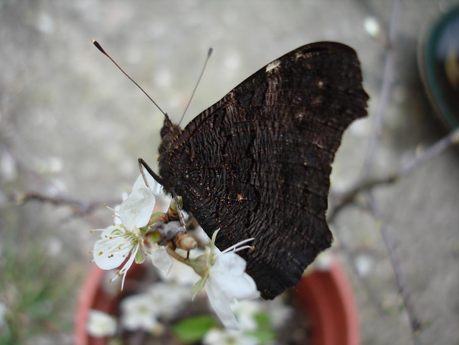 Nymphalis polichloros ed Aglais io..... da guardare!!!