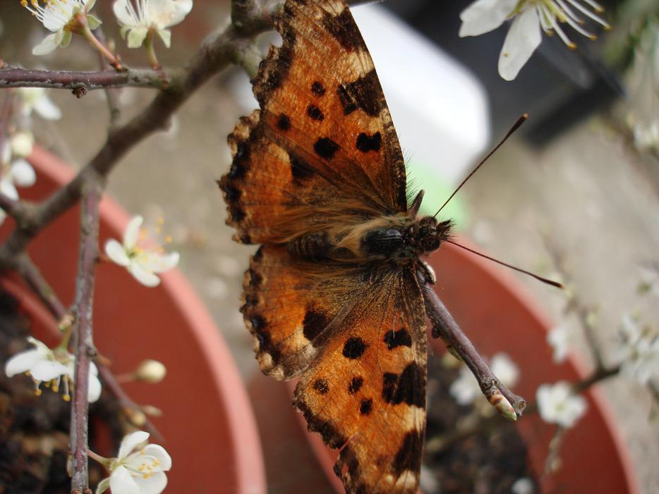 Nymphalis polichloros ed Aglais io..... da guardare!!!