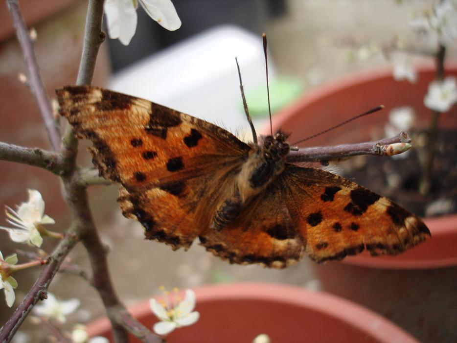 Nymphalis polichloros ed Aglais io..... da guardare!!!