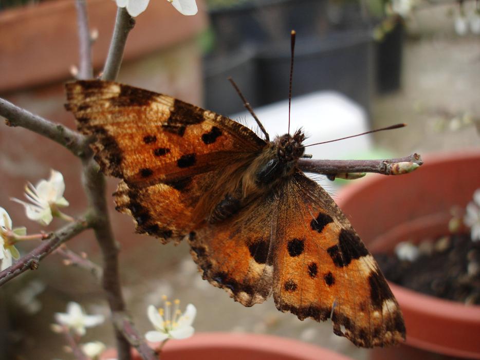 Nymphalis polichloros ed Aglais io..... da guardare!!!