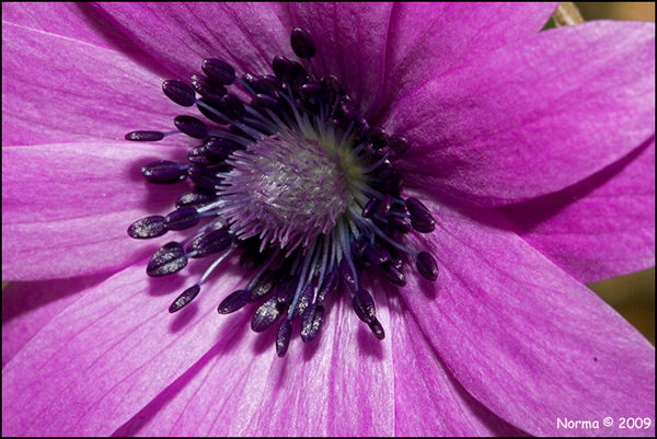 Anemone hortensis