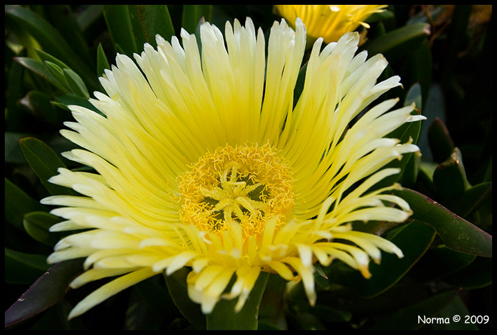 Giannutri - Carpobrotus edulis e acinaciformis