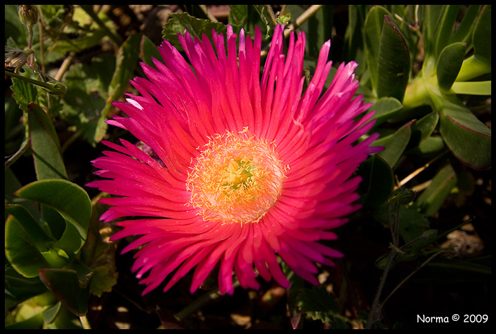 Giannutri - Carpobrotus edulis e acinaciformis