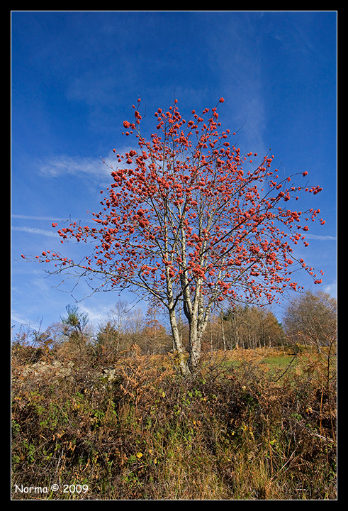 Sorbus aucuparia in frutto