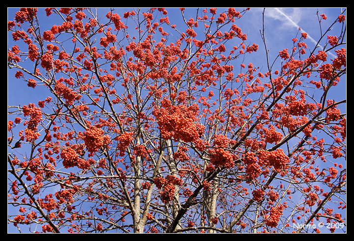 Sorbus aucuparia in frutto