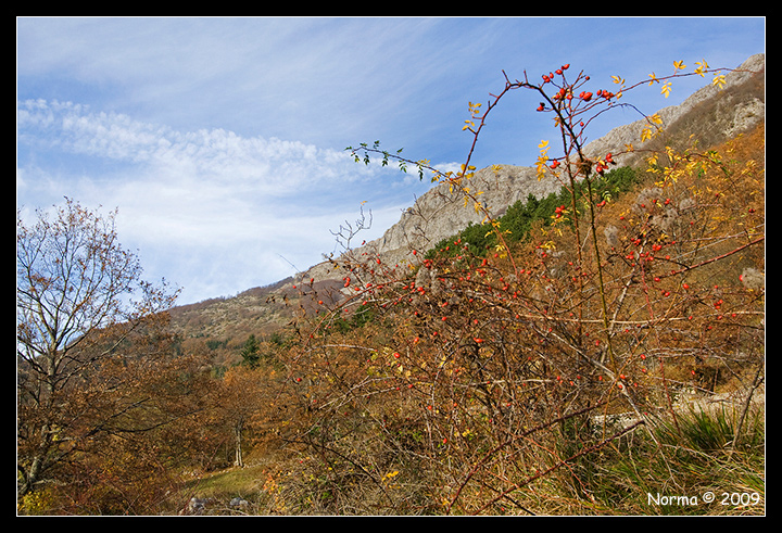 Sorbus aucuparia in frutto