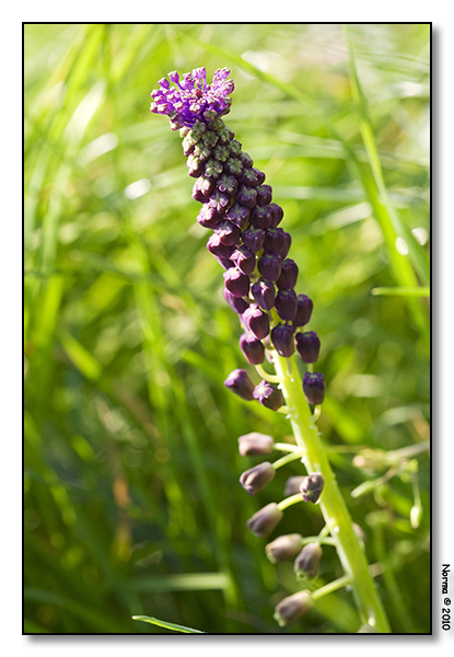 Muscari comosum (= Leopoldia comosa)