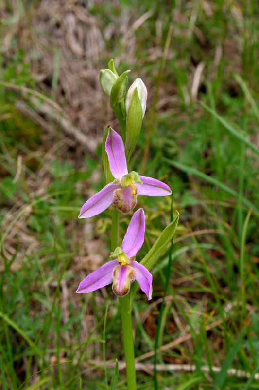 Ophrys apifera ssp. tilaventina