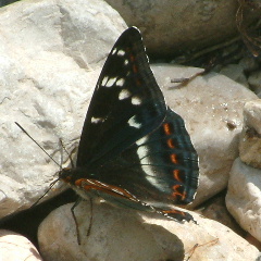 Farfalla diurna da identificare - Limenitis populi