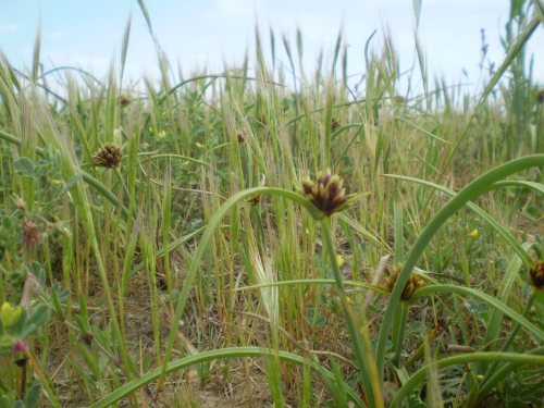 dune Senigallia: Cyperus kalli