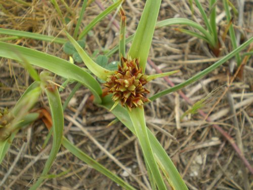 dune Senigallia: Cyperus kalli