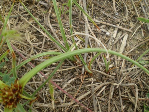 dune Senigallia: Cyperus kalli