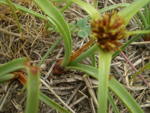 dune Senigallia: Cyperus kalli