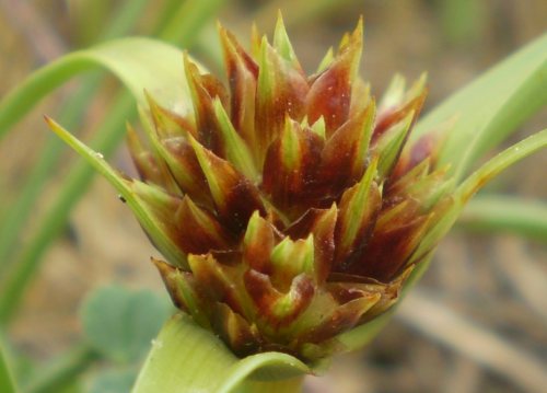 dune Senigallia: Cyperus kalli