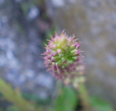 Umbilicus horizontalis / Ombelico di Venere minore