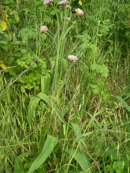 Allium nigrum