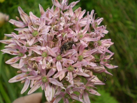 Allium nigrum