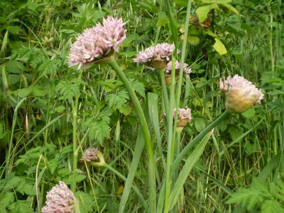 Allium nigrum