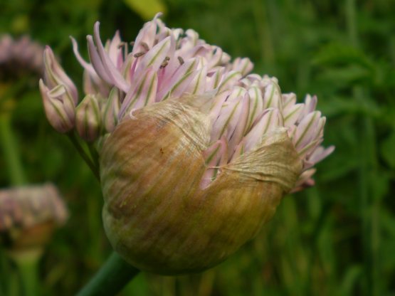 Allium nigrum