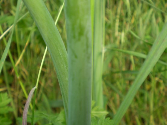 Allium nigrum