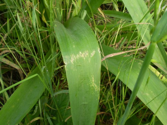 Allium nigrum