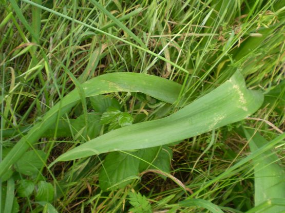 Allium nigrum