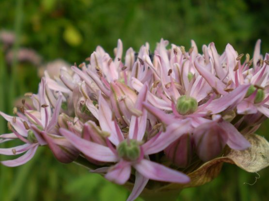 Allium nigrum