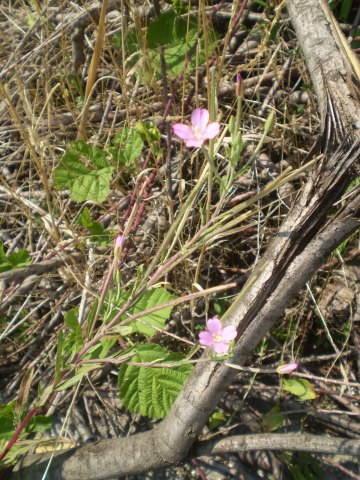 Epilobium sp.