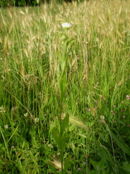 Erigeron annuus