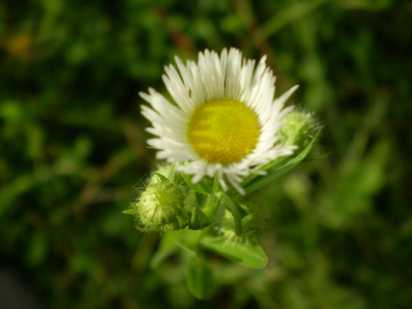 Erigeron annuus