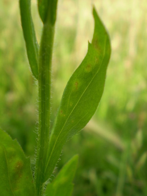 Erigeron annuus