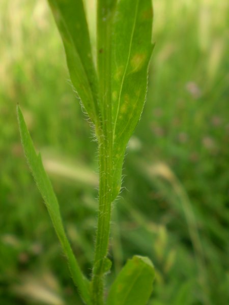 Erigeron annuus